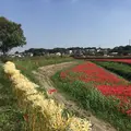 矢勝川の彼岸花の写真_269116