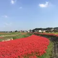 矢勝川の彼岸花の写真_269119