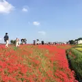 矢勝川の彼岸花の写真_269120