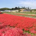 矢勝川の彼岸花の写真_269124
