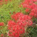 矢勝川の彼岸花の写真_269125