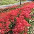 矢勝川の彼岸花の写真_269126