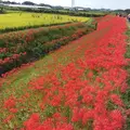 矢勝川の彼岸花の写真_269127