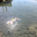 旧芝離宮恩賜庭園の写真_270577