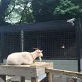 夢見ケ崎動物公園の写真_272223