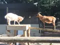 夢見ケ崎動物公園の写真_272224