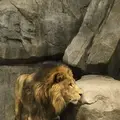 よこはま動物園ズーラシアの写真_272658