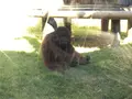 よこはま動物園ズーラシアの写真_272659