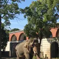 よこはま動物園ズーラシアの写真_272661