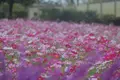 ツインアーチ１３８の写真_273697