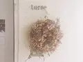 torse （トルス）の写真_273853