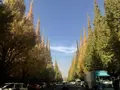 明治神宮外苑いちょう並木の写真_278489
