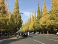 明治神宮外苑いちょう並木の写真_278490