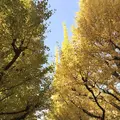 明治神宮外苑いちょう並木の写真_278492