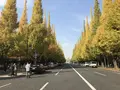 明治神宮外苑いちょう並木の写真_278499