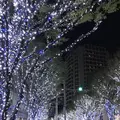 六本木けやき坂通りの写真_279056