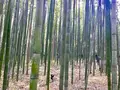 嵐山の写真_280216