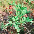 生活の木薬香草園の写真_280317