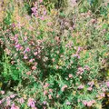 生活の木薬香草園の写真_280320