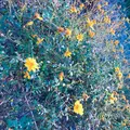 生活の木薬香草園の写真_280322