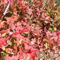 生活の木薬香草園の写真_280324