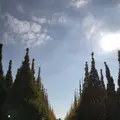 明治神宮外苑いちょう並木の写真_280451