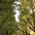 明治神宮外苑いちょう並木の写真_280453