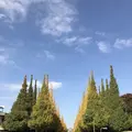 明治神宮外苑いちょう並木の写真_280456