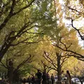 明治神宮外苑いちょう並木の写真_280457