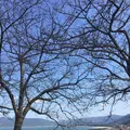 唐津城の写真_281333
