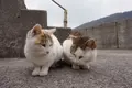 佐柳島の写真_285125