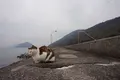 佐柳島の写真_285126