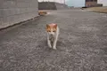 佐柳島の写真_285132