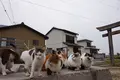 佐柳島の写真_285134