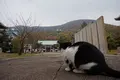 佐柳島の写真_285136