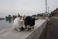 佐柳島の写真_285137