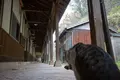 ネコノシマホステルの写真_285153