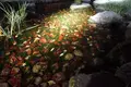 栗林公園の写真_285163