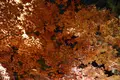 栗林公園の写真_285168