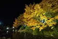 栗林公園の写真_285170