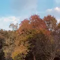 県立座間谷戸山公園の写真_285905