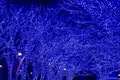 青の洞窟 SHIBUYAの写真_286717