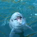 太地町立くじらの博物館の写真_287528