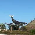 太地町立くじらの博物館の写真_287529