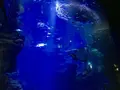 京都水族館の写真_287959