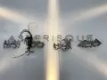 ASTERISQUE（アステリスク）の写真_288117