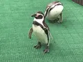 越前松島水族館の写真_288311