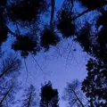 星のや富士の写真_290198