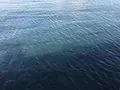 横浜中華街の写真_290284
