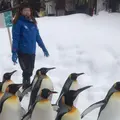 旭川市 旭山動物園の写真_290367